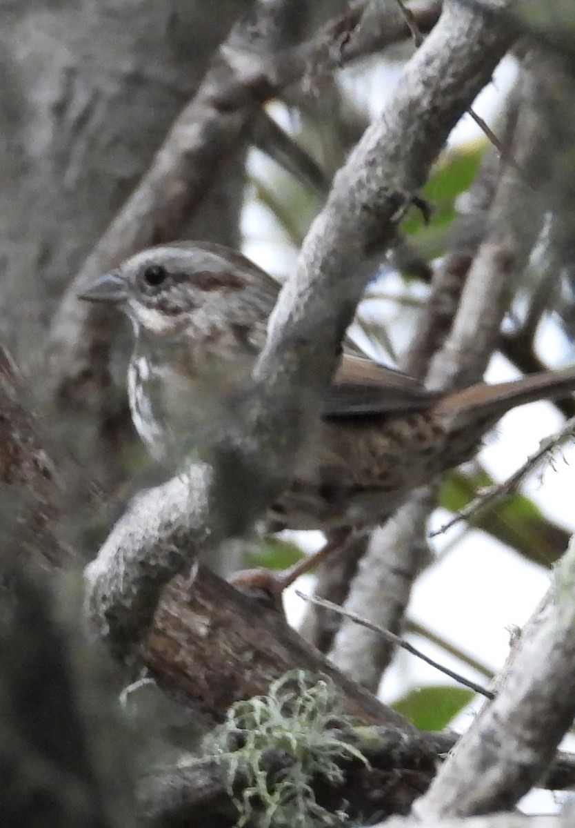 Song Sparrow - ML644732221