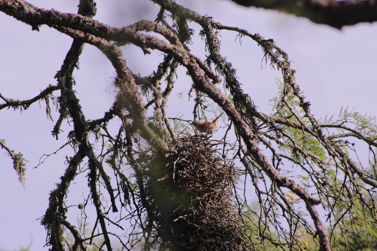 Little Thornbird - ML644732223