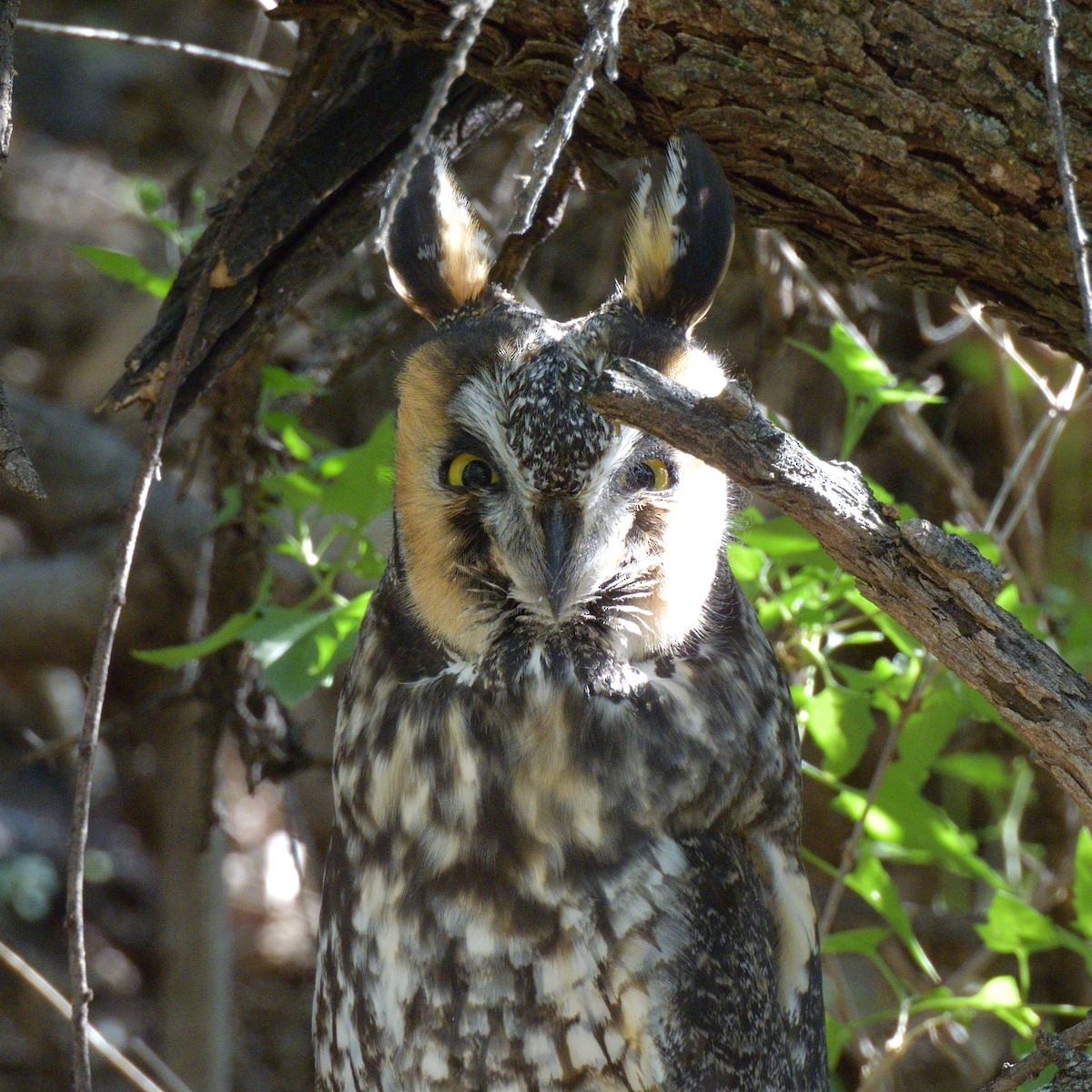 Ушастая сова - ML644732225