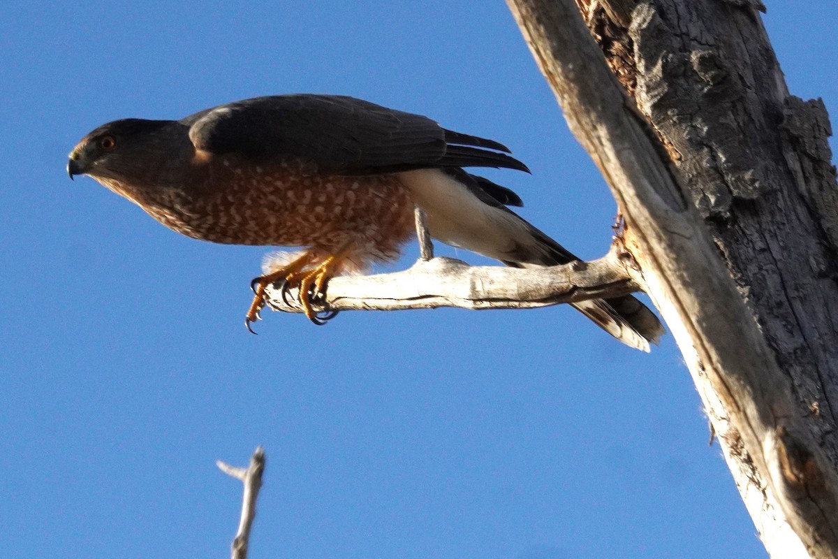 Cooper's Hawk - ML644732229