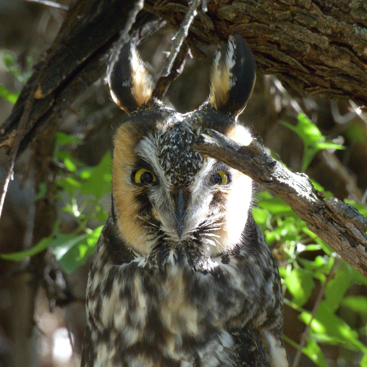 Ушастая сова - ML644732230