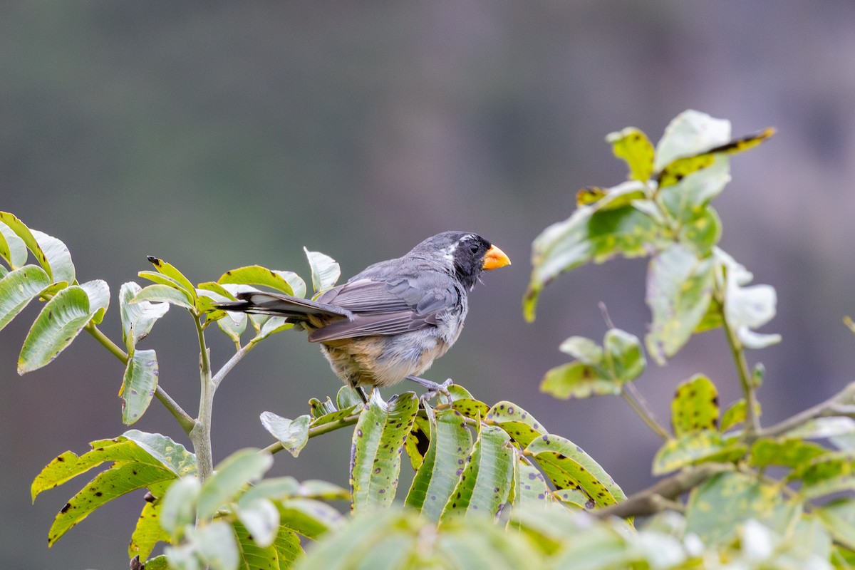 Golden-billed Saltator - ML644732231