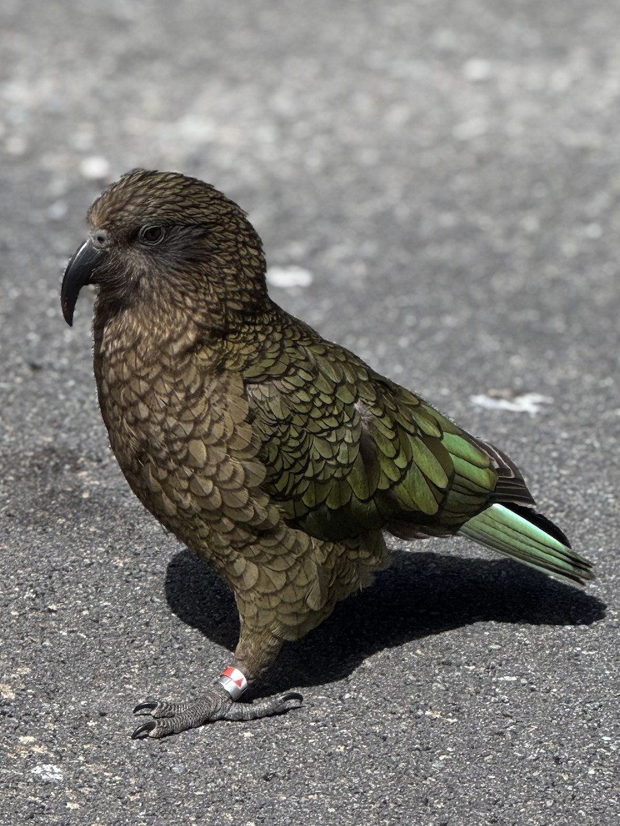 Kea - ML644732233