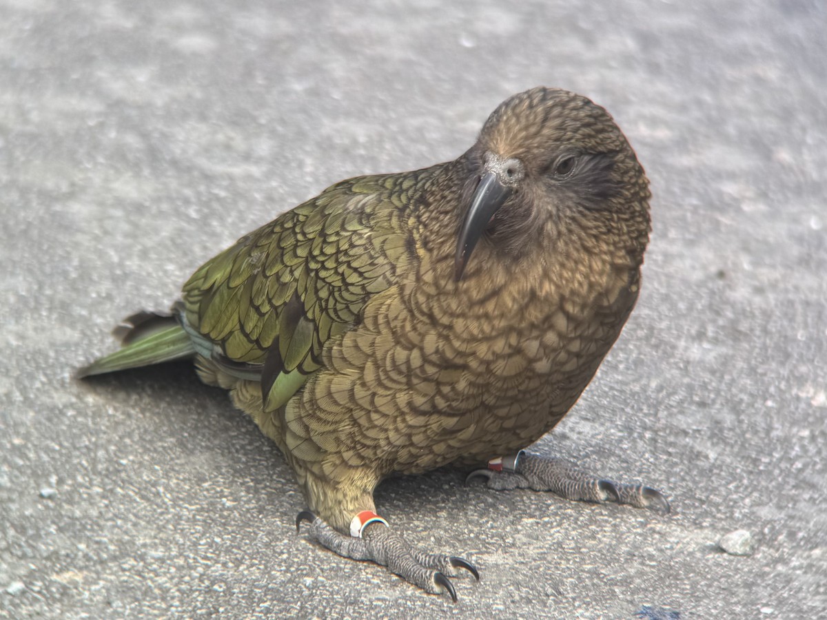 Kea - ML644732234