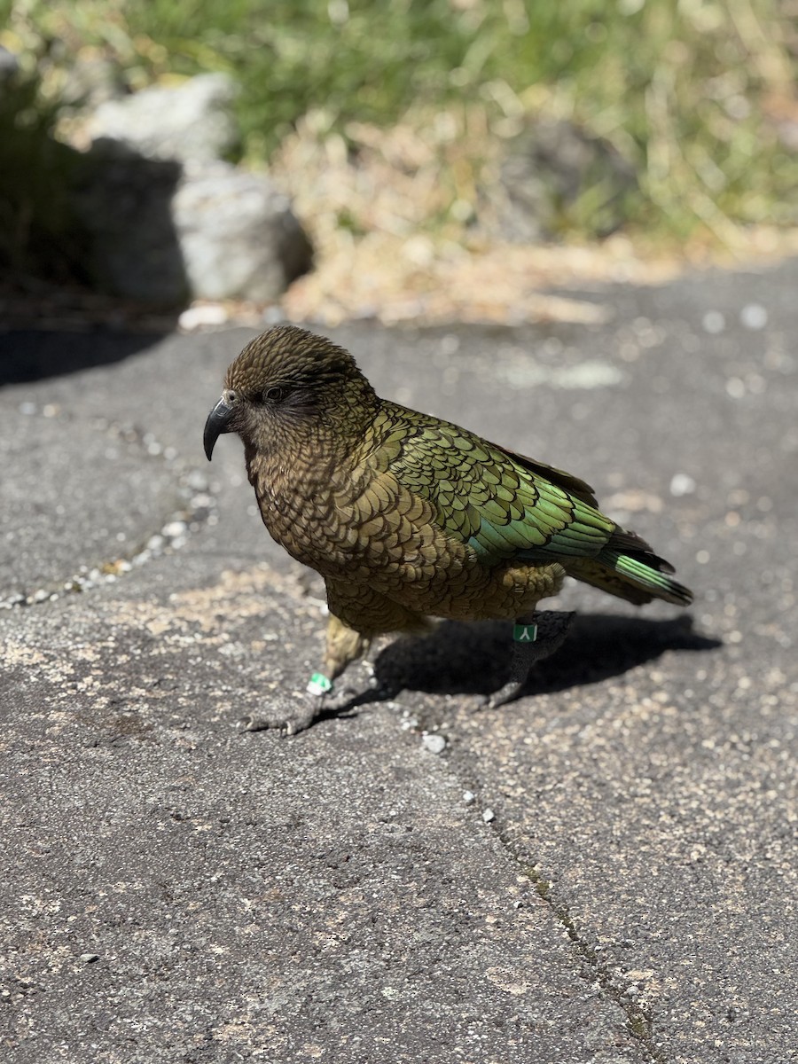 Kea - ML644732235