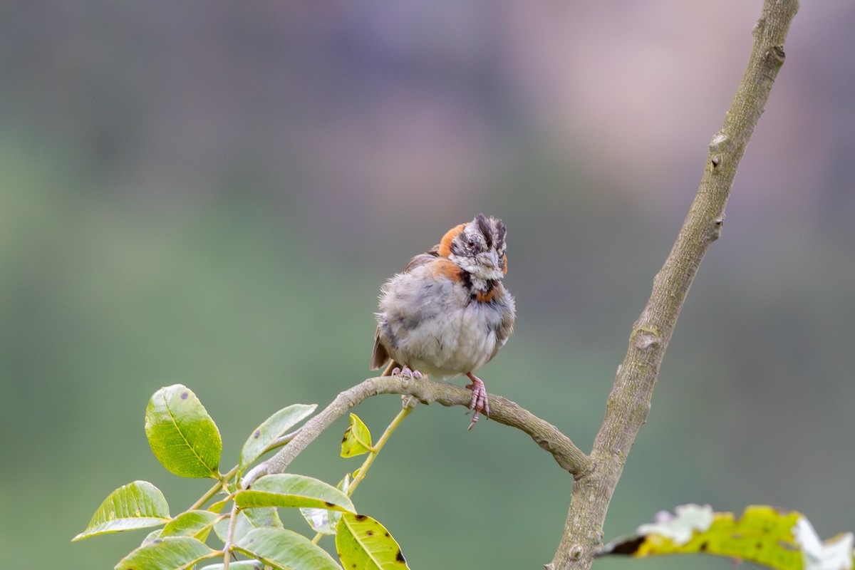 Rufous-collared Sparrow - ML644732244