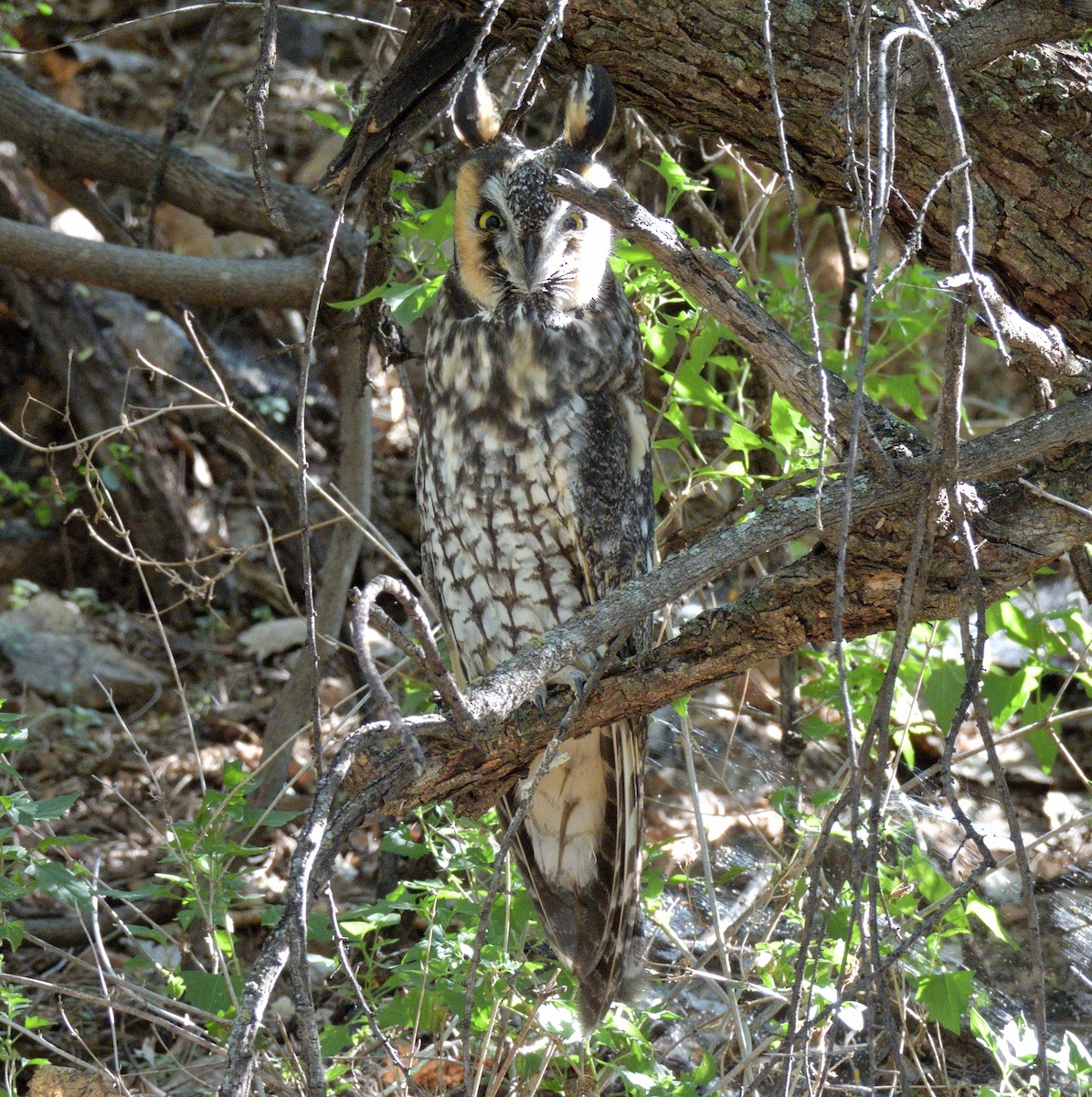 Ушастая сова - ML644732245