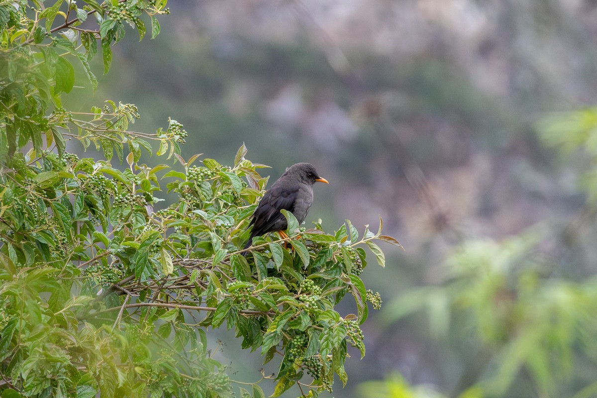 Great Thrush - ML644732247