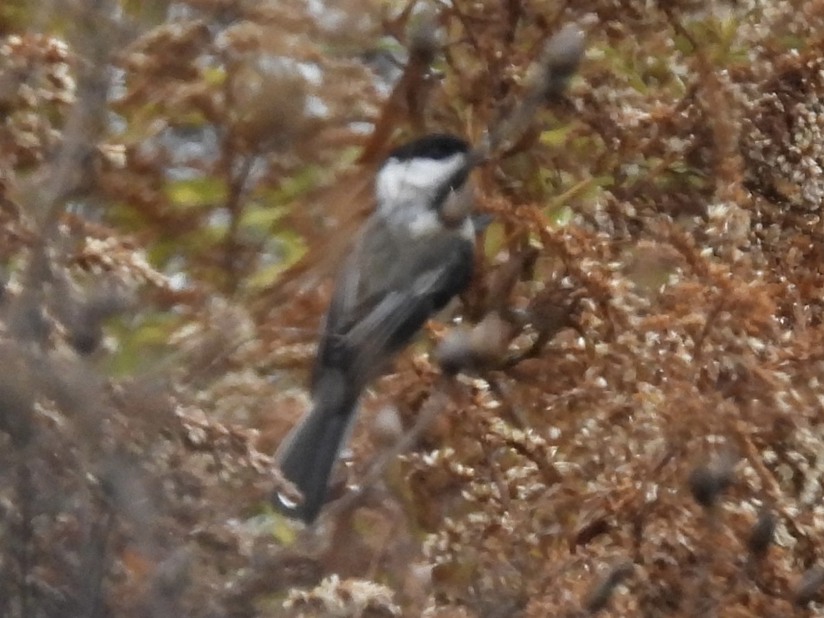 Black-capped Chickadee - ML644732248