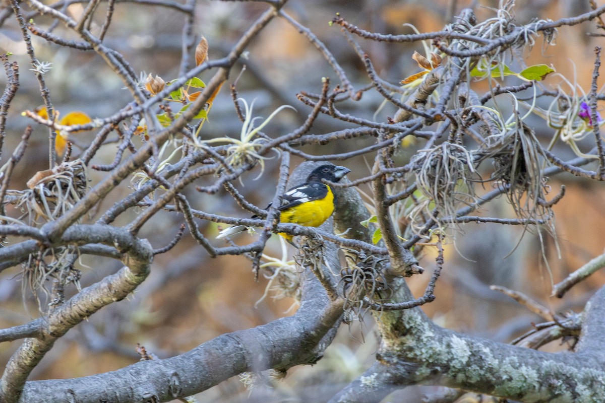Black-backed Grosbeak - ML644732252