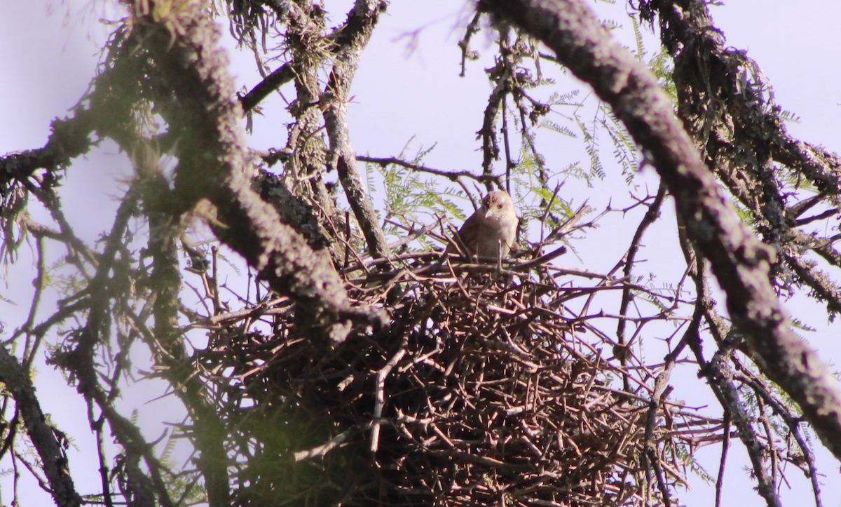 Little Thornbird - ML644732254