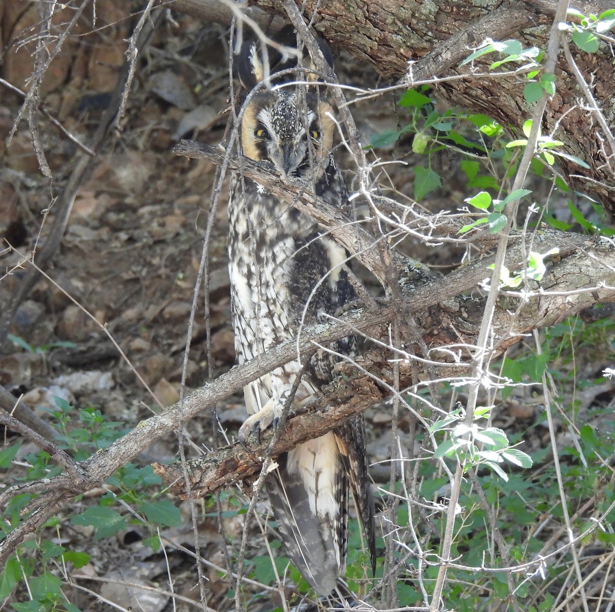 Ушастая сова - ML644732259