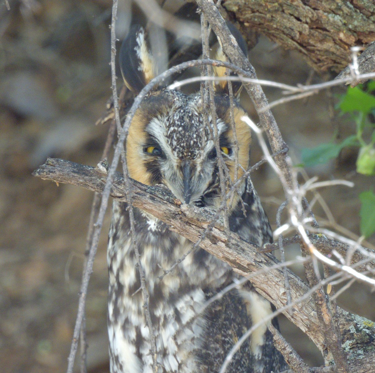 Ушастая сова - ML644732260