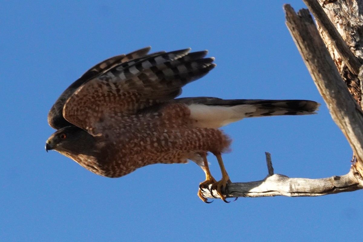 Cooper's Hawk - ML644732264
