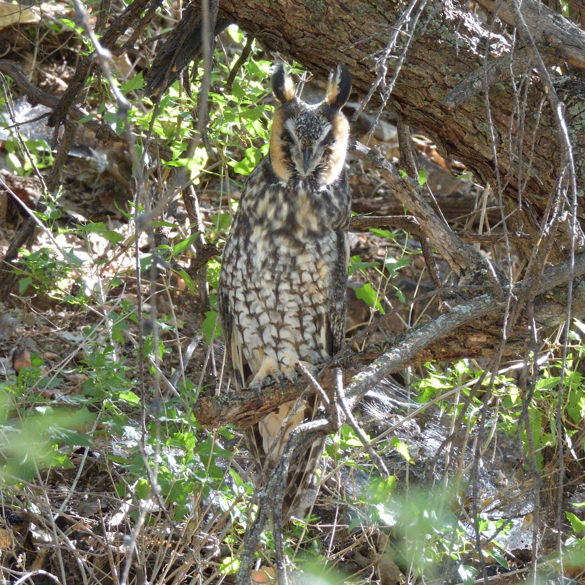 Ушастая сова - ML644732265