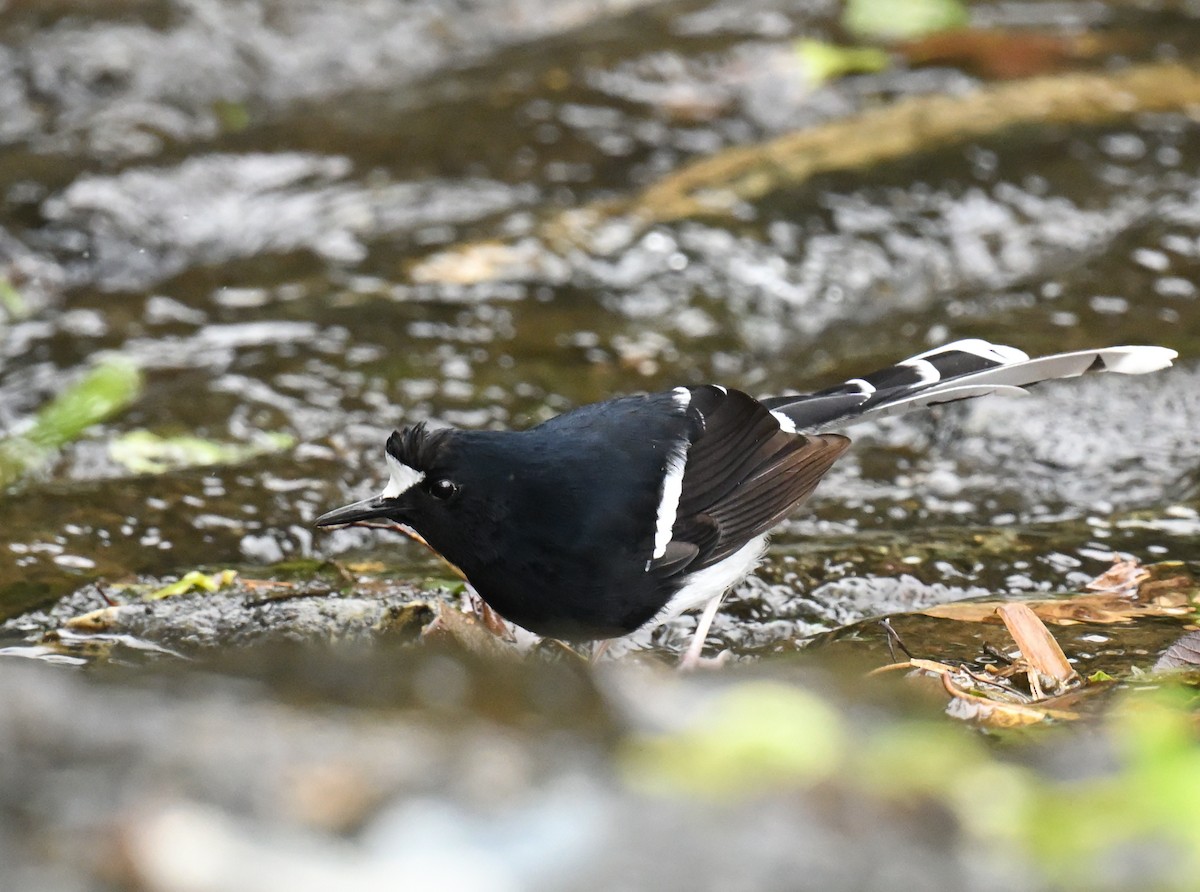White-crowned Forktail - ML644732270