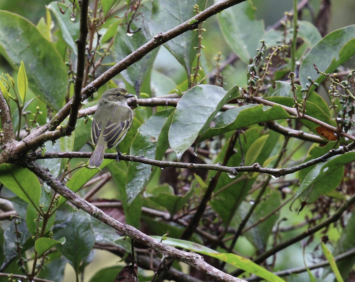 ノドジロコタイランチョウ - ML644732273