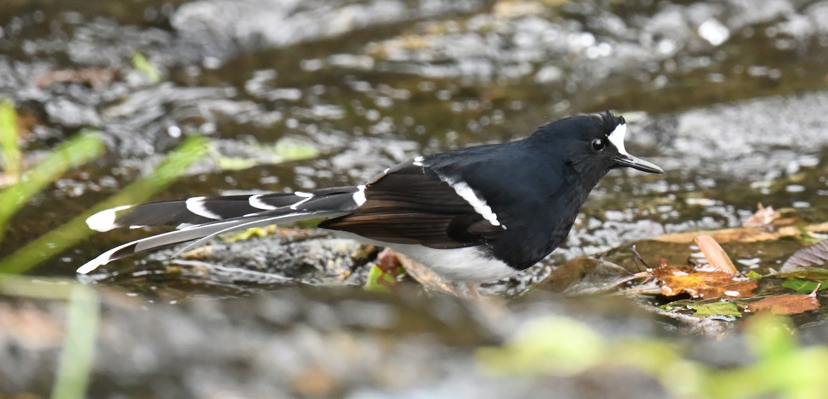 White-crowned Forktail - ML644732275