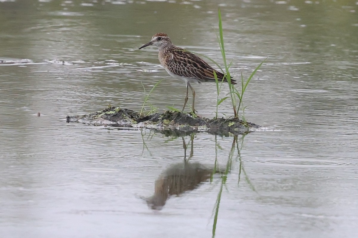 spisstjertsnipe - ML644732282