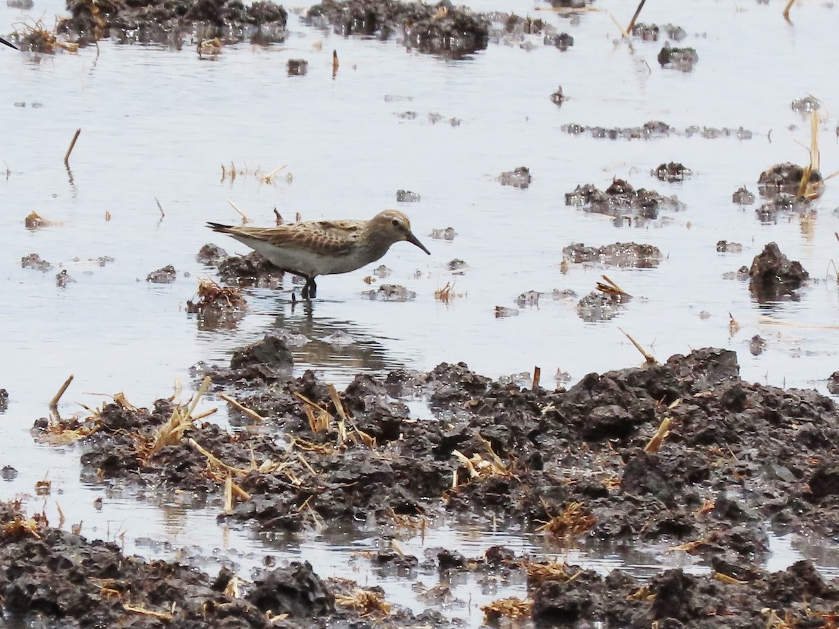 Weißbürzel-Strandläufer - ML644732284