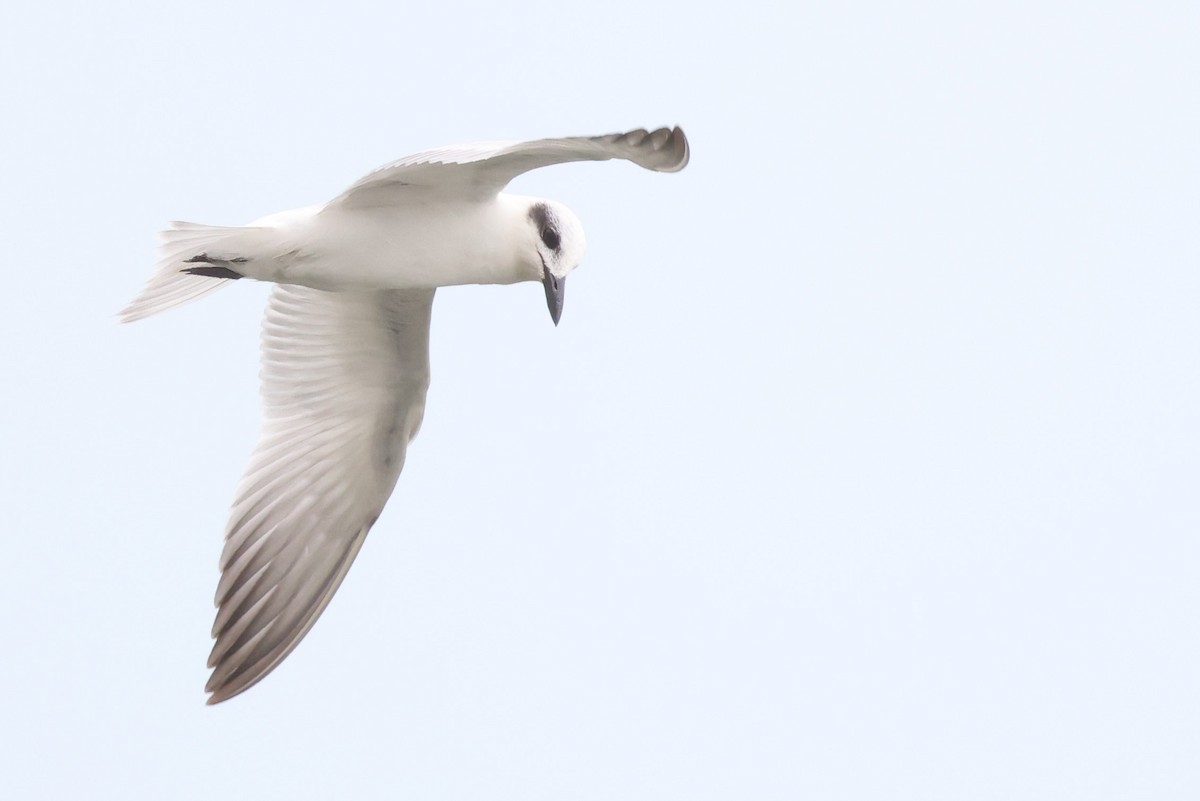 sandterne - ML644732289