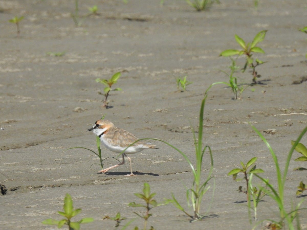 Collared Plover - ML644732291
