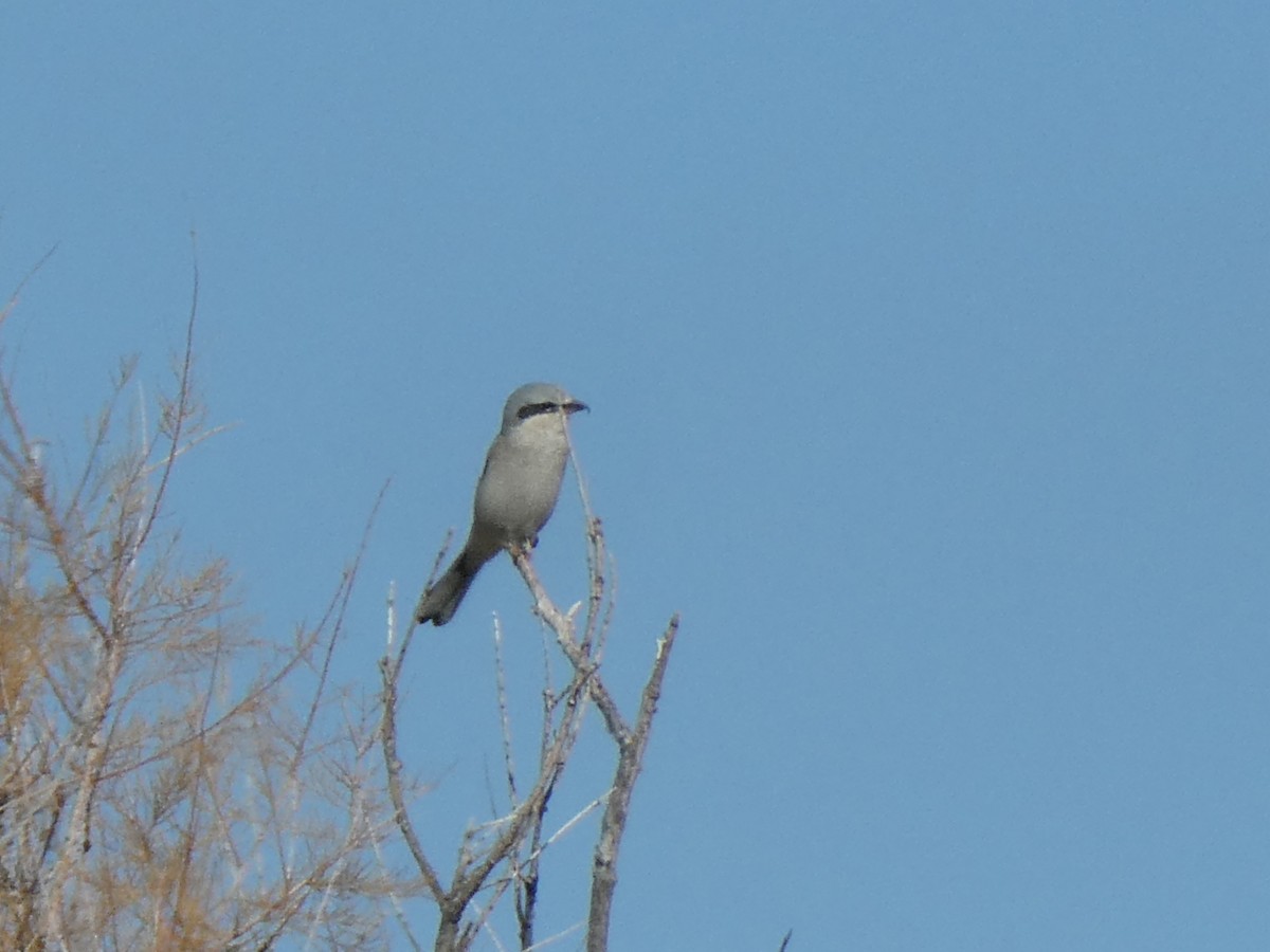 Northern Shrike - ML644732293