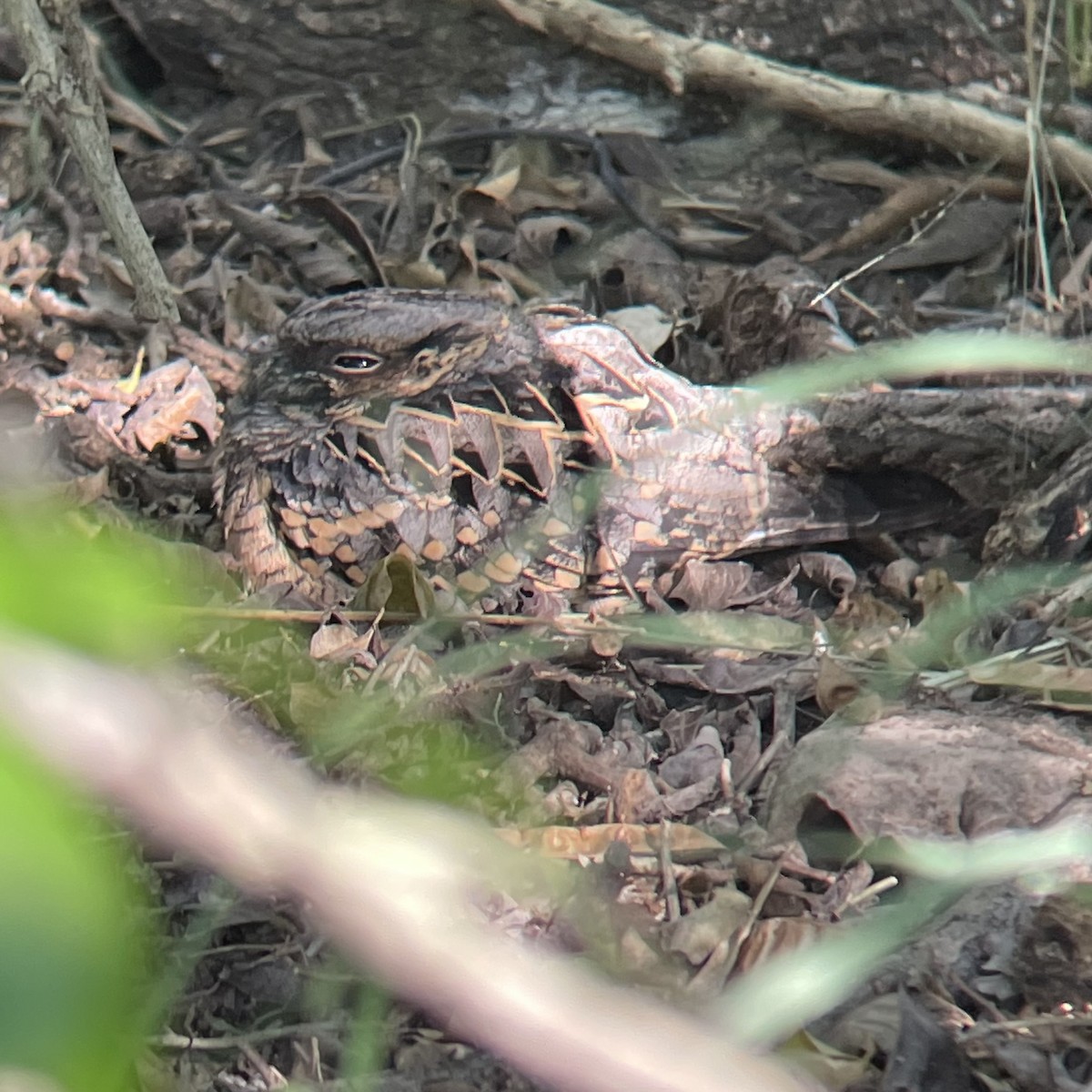 pauraquenattravn - ML644732295