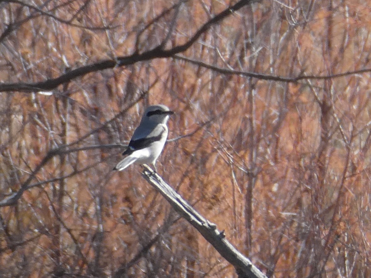 Northern Shrike - ML644732296