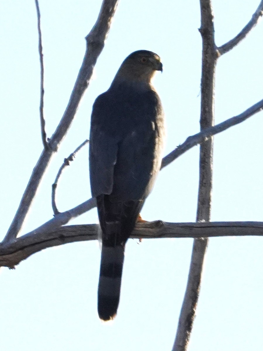 Cooper's Hawk - ML644732302