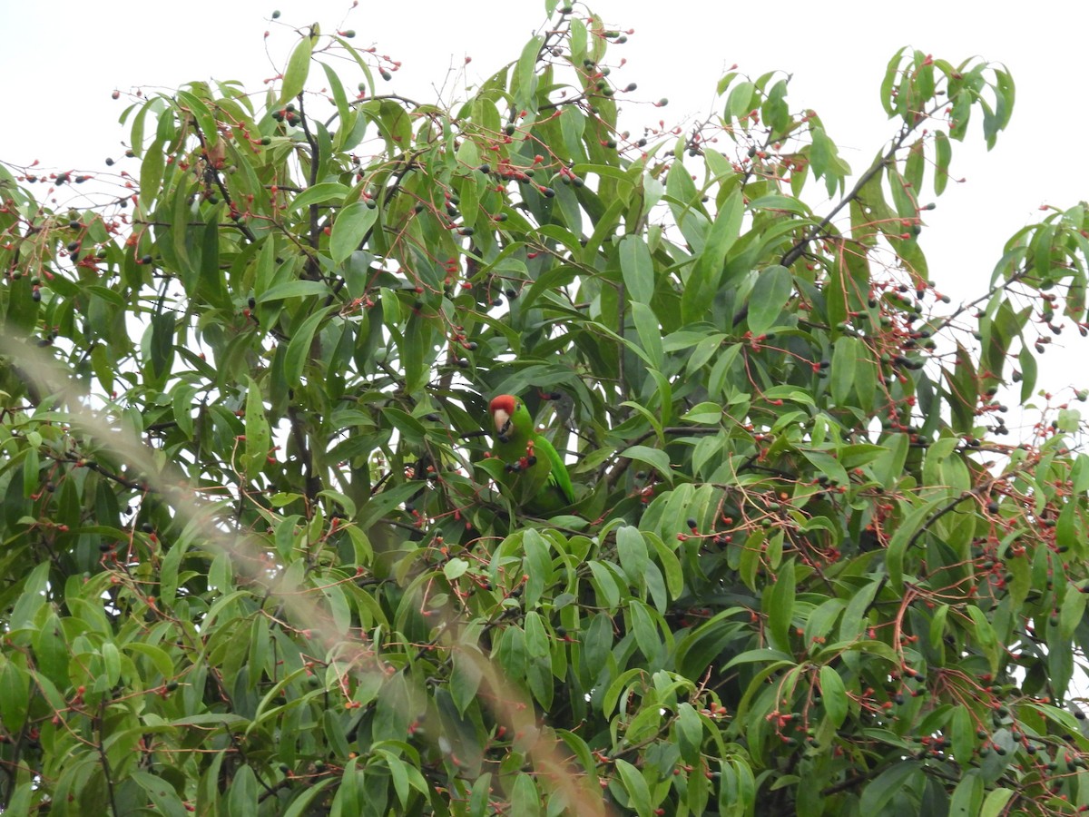 Scarlet-fronted Parakeet - ML644732305