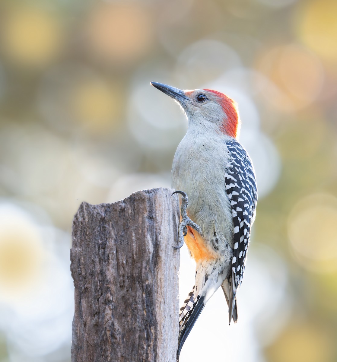 Red-bellied Woodpecker - ML644732306