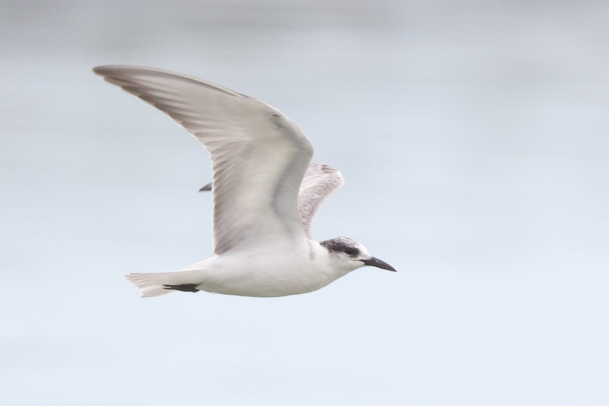 hvitkinnsvartterne - ML644732307