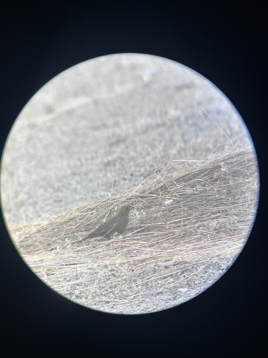 Brown-headed Cowbird - ML644732319