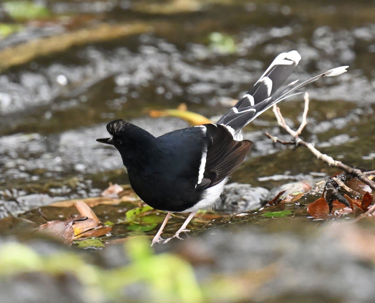 White-crowned Forktail - ML644732320