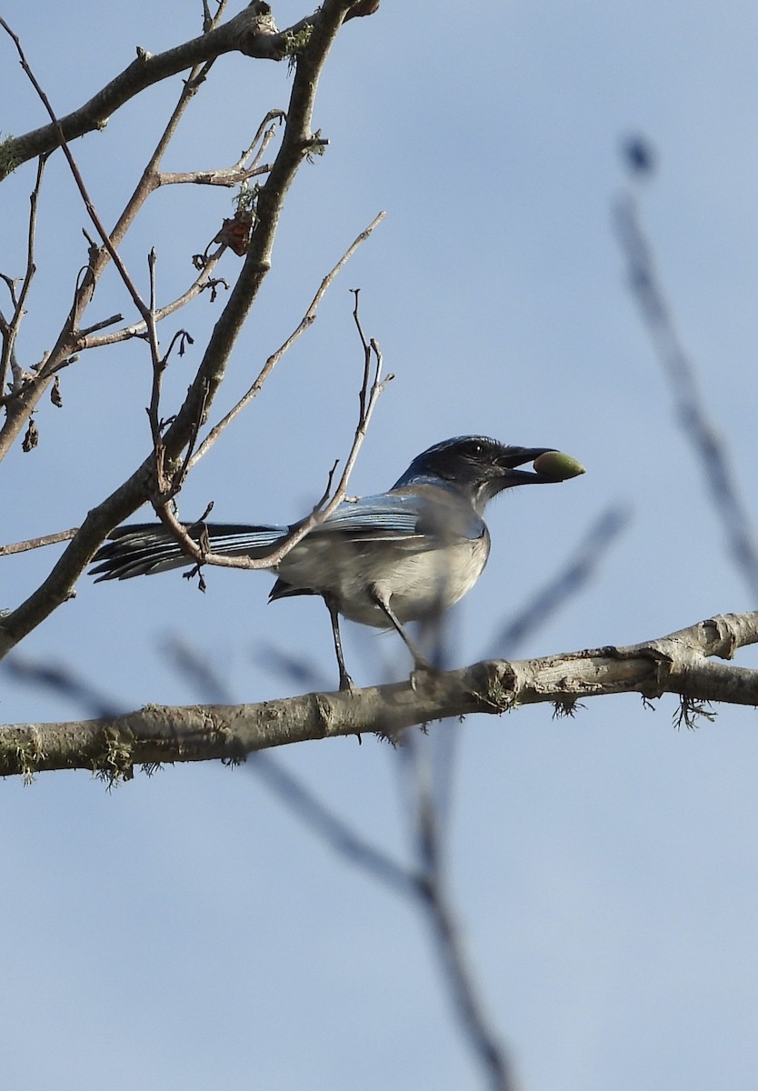 California Scrub-Jay - ML644732321