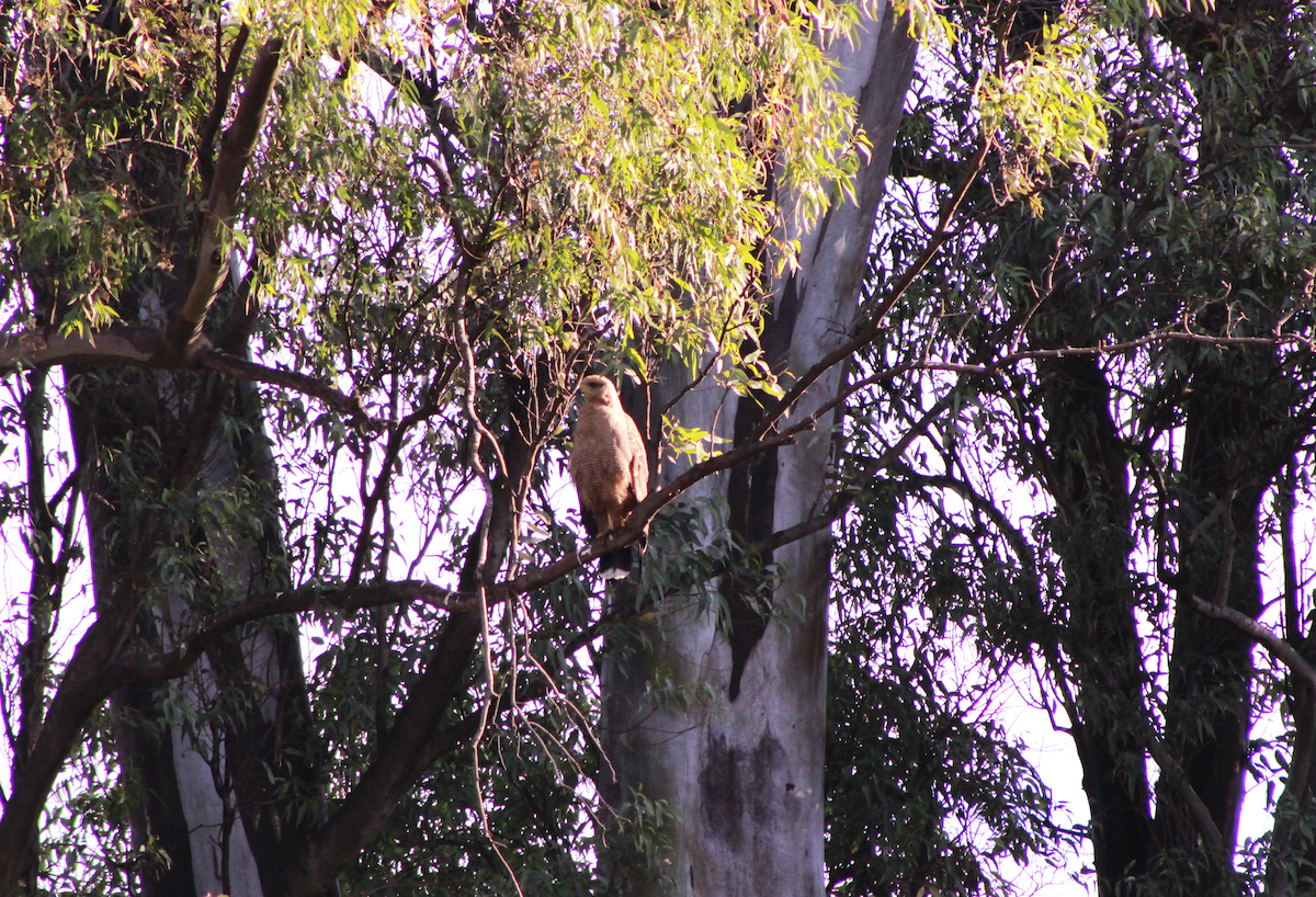 Savanna Hawk - ML644732322