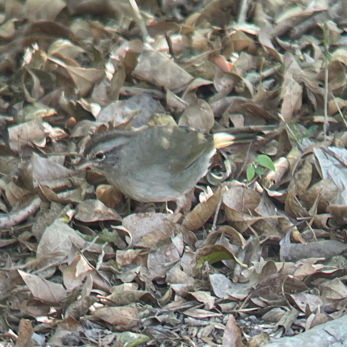 Olive Sparrow - ML644732324