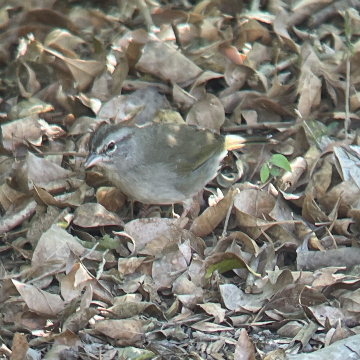 Olive Sparrow - ML644732325