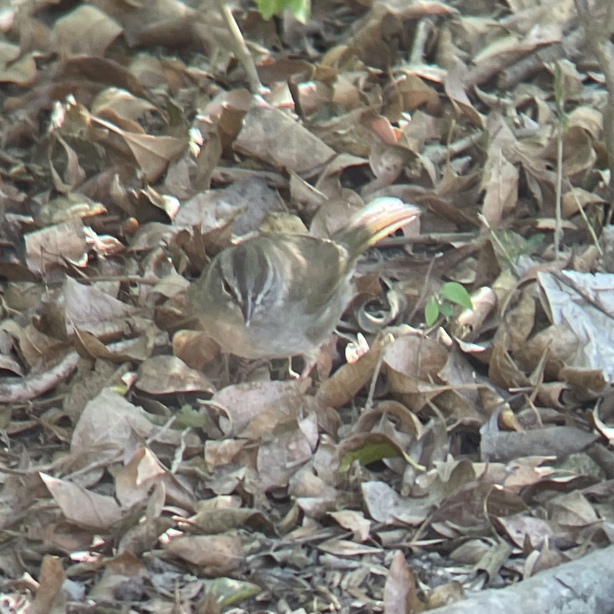 Olive Sparrow - ML644732326