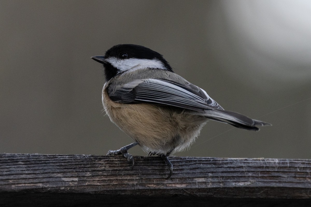 Black-capped Chickadee - ML644732330