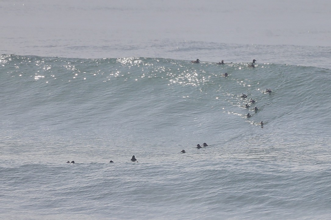 Ahatebeltz kopetazuria - ML644732331