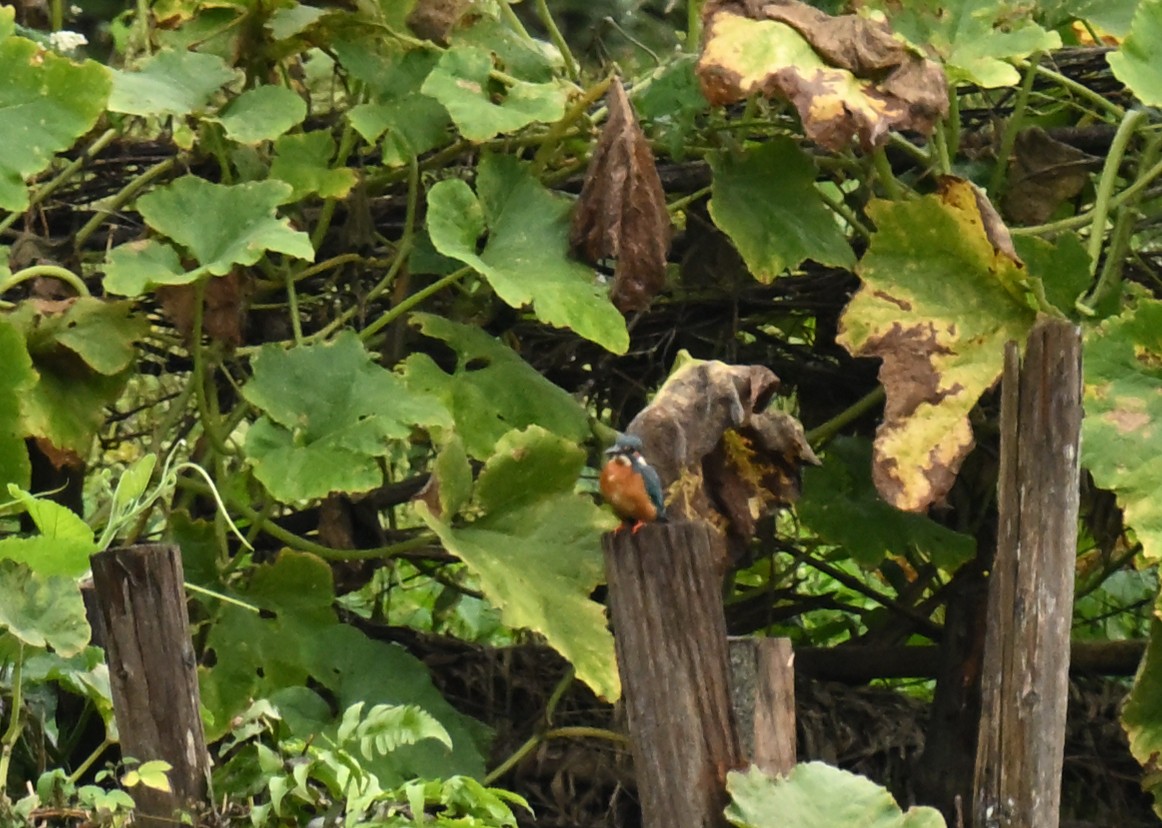 Martin arrantzalea - ML644732334