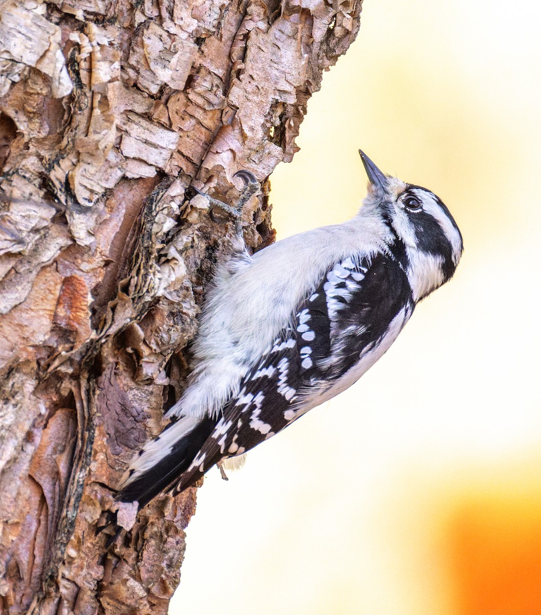 Downy Woodpecker - ML644732337