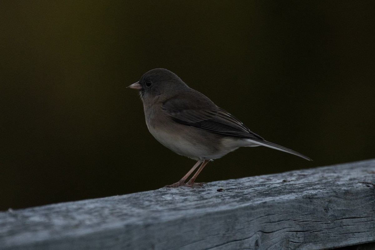 Dark-eyed Junco - ML644732339