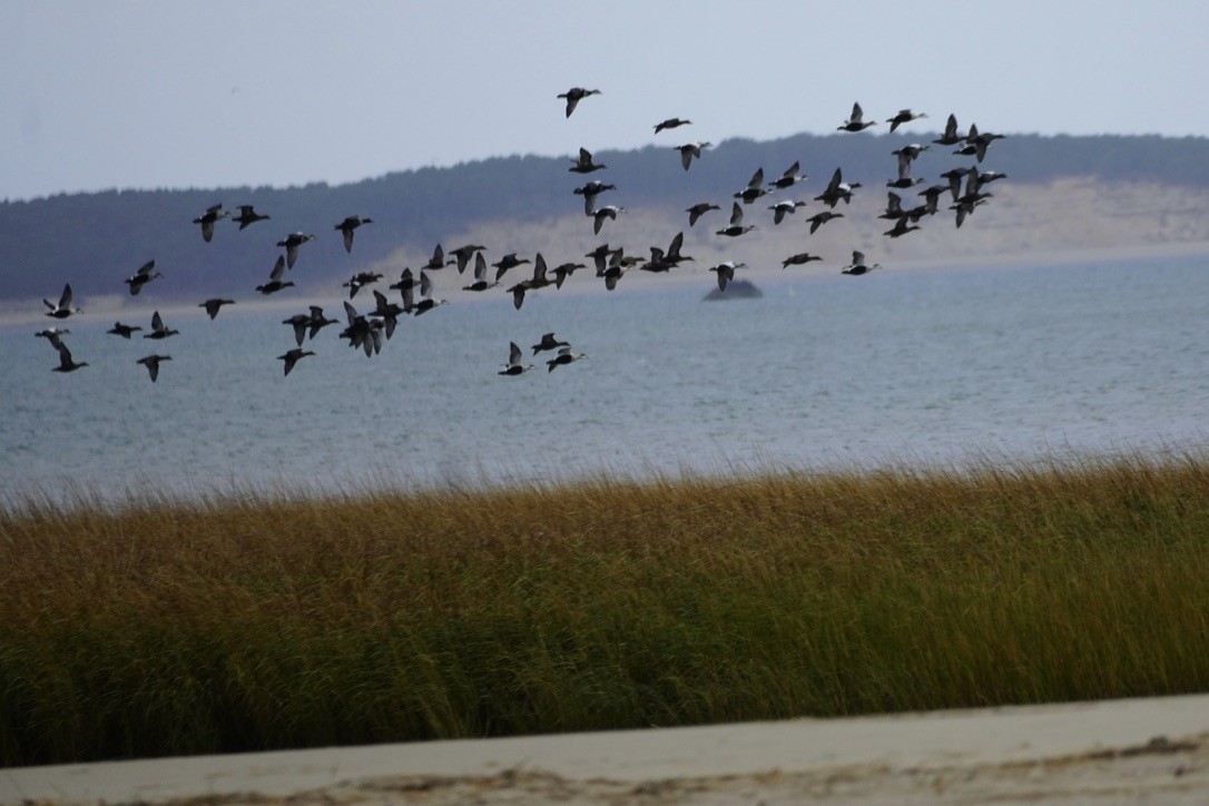 Eider arrunta - ML644732340