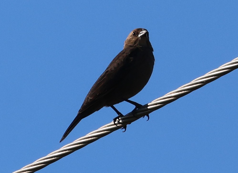 Brown-headed Cowbird - ML644732341