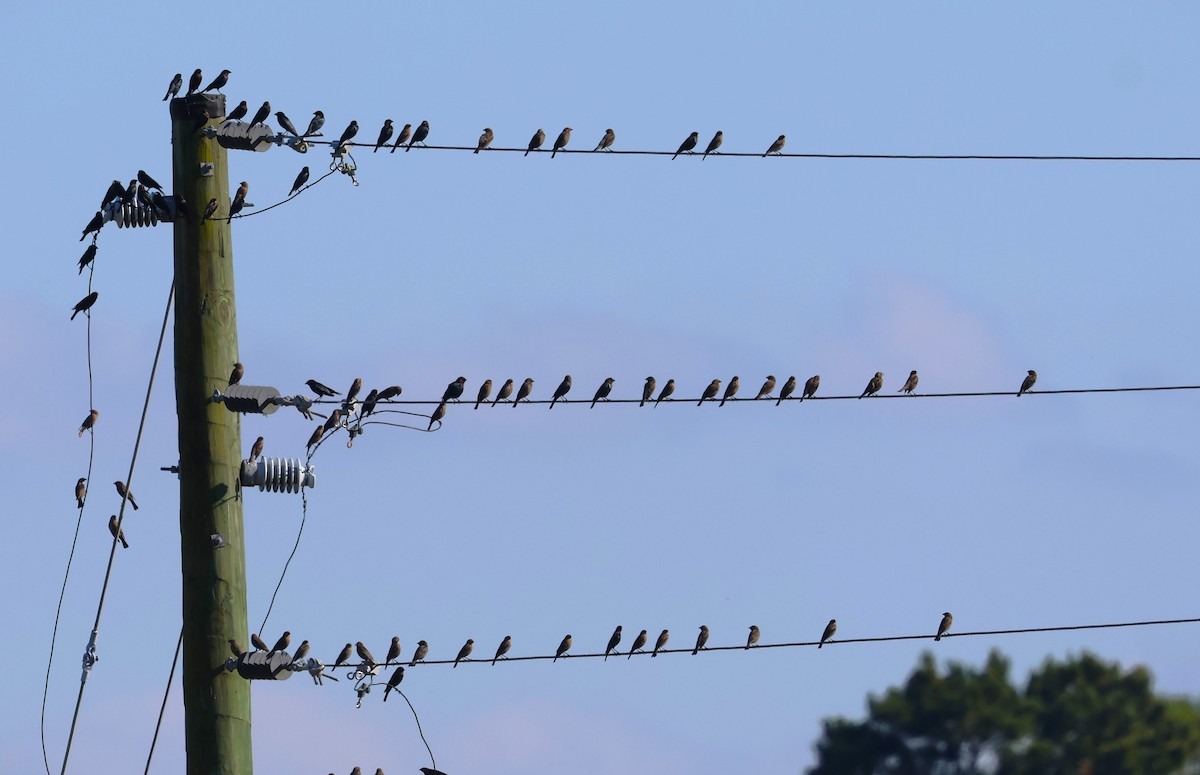 Brown-headed Cowbird - ML644732342