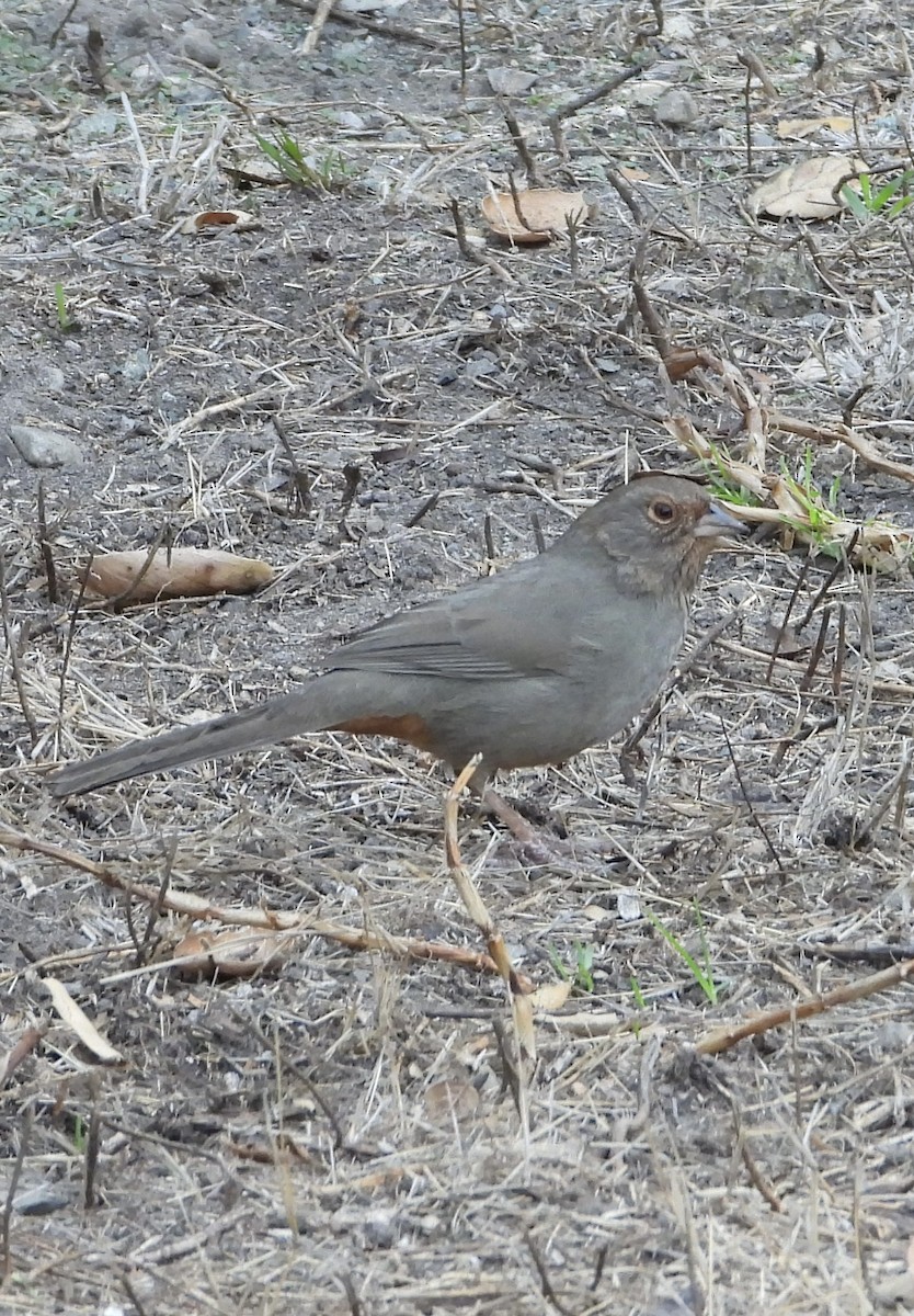 California Towhee - ML644732343