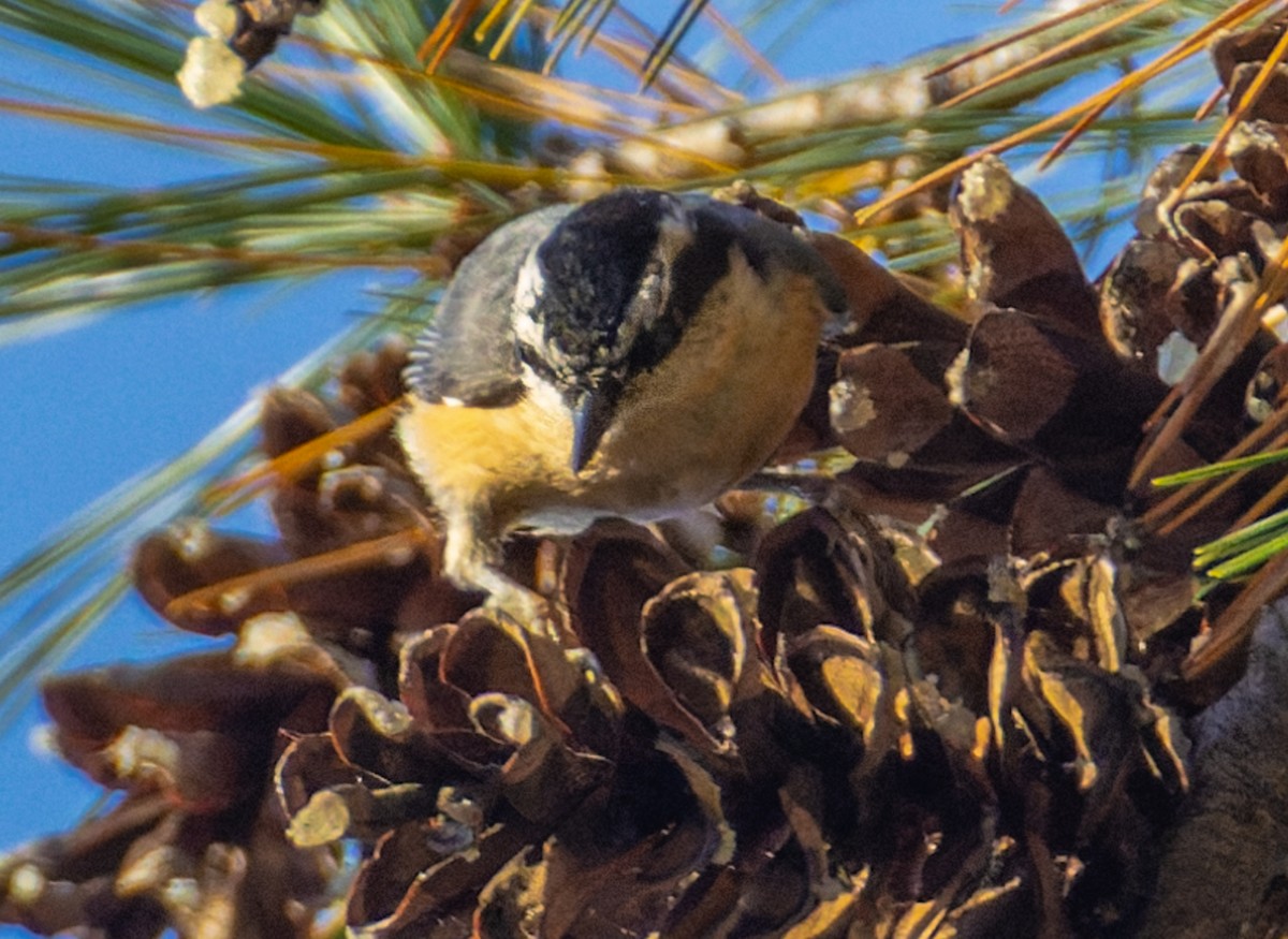 Garrapo kanadarra - ML644732344